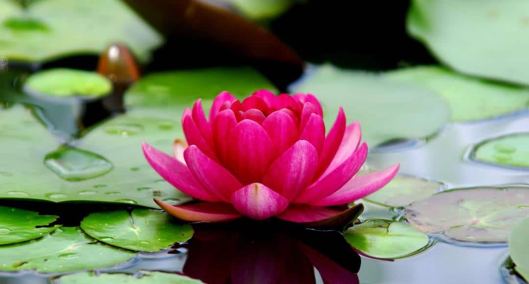 Lotus Flower in a pond to symbolize calm.